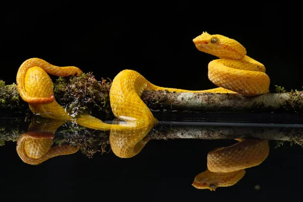 সপ্নে সাপ দেখলে