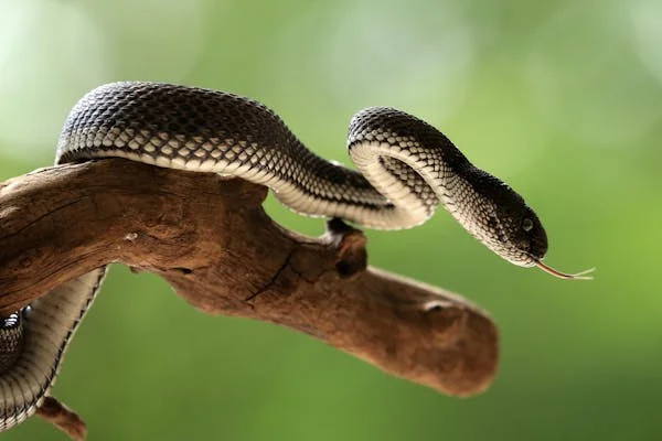সপ্নে সাপ দেখলে