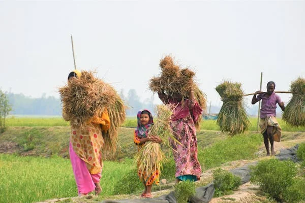 ডিসেম্বর