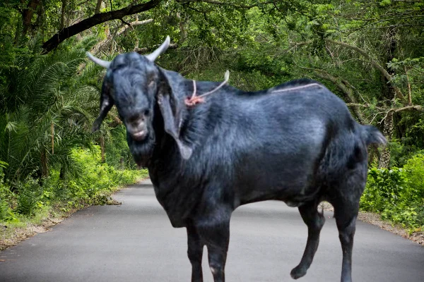 মগজ ভুনা