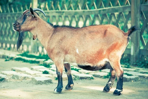 ছাগল