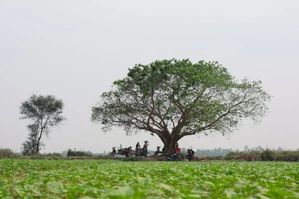 সমান