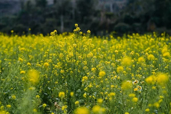 হার্টের অসুখ