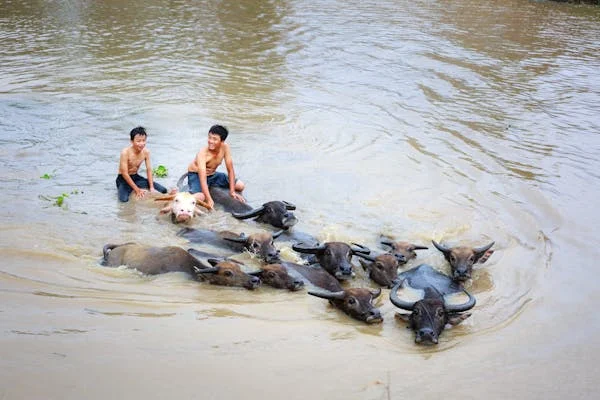 শৈশবের স্মৃতি