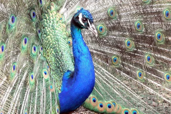 ময়ূর পাখির মিলন