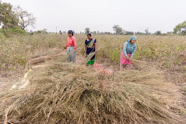 টেপা টেপির গল্প