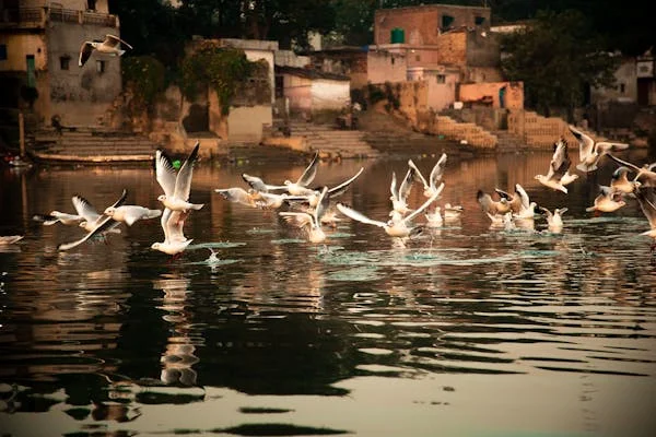 বাদশাহ নামদার