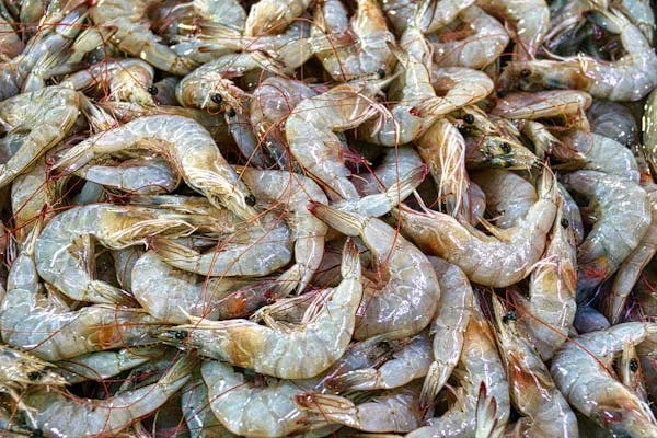 ভিটামিন বি১২