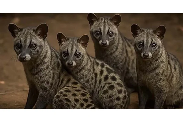 এলোভেরা জুস