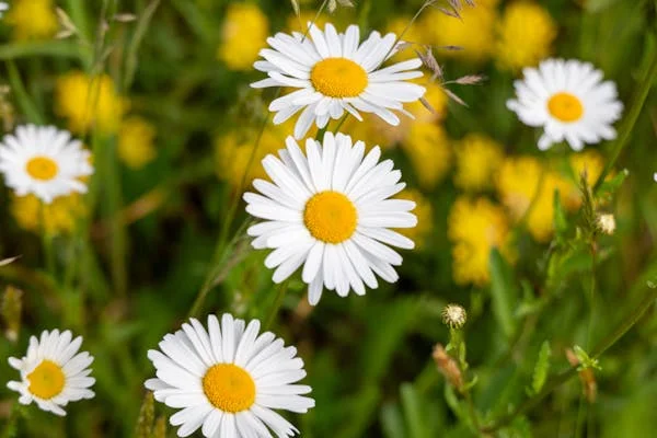 ফার্টিলিটি কম সন্তান না হওয়ার কারন