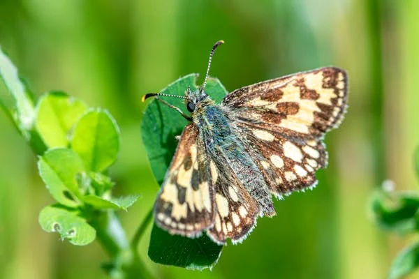 পেটে কৃমি অ্যামিবা বা পরজীবী