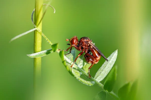 পেটে কৃমি অ্যামিবা বা পরজীবী
