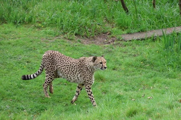 পৃথিবীর সেরা ধনী মানসা মুসা