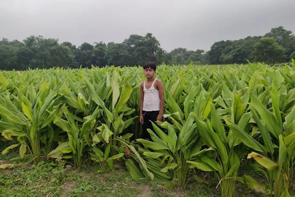 হলুদ চা এর ৮ টি উপকারিতা