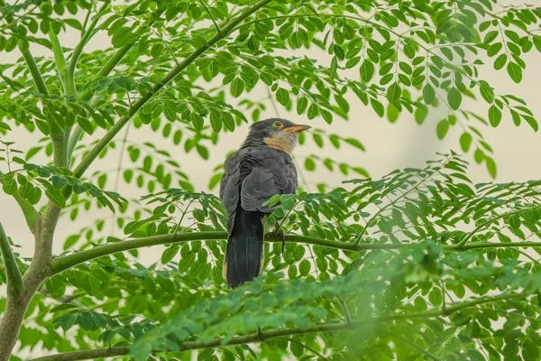 মরিঙ্গা বা সজিনা শক্তিশালী সুপারফুড