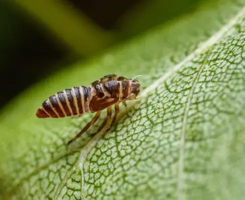 স্বামী পরকীয়া করলে কিভাবে বুঝবেন
